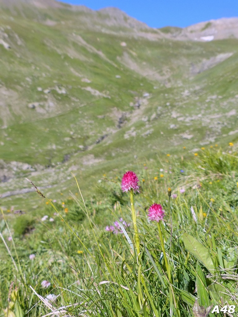 Nigritella corneliana / Nigritella di Cornelia Rudio